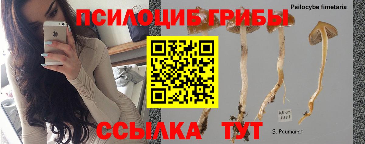 Галлюциногенные грибы MAGIC MUSHROOMS  купить наркотик  Тихорецк  Вход с VPN  Галлюциногенные грибы Magic Shrooms 